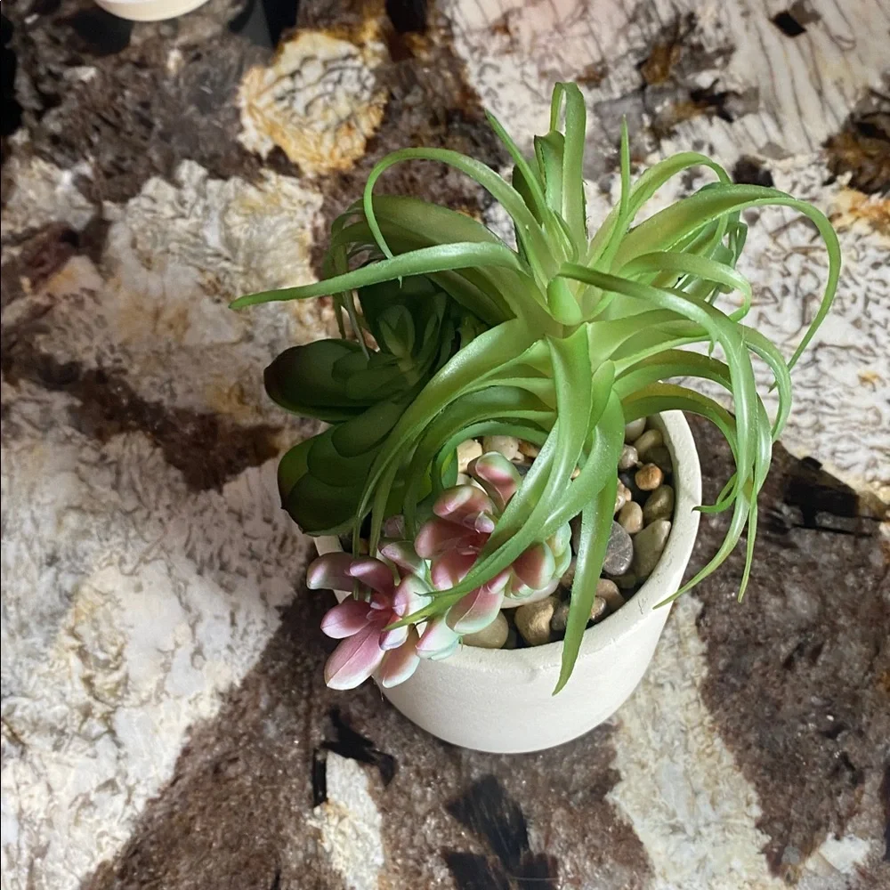 Green and Pink Succulent Arrangement in White Pot